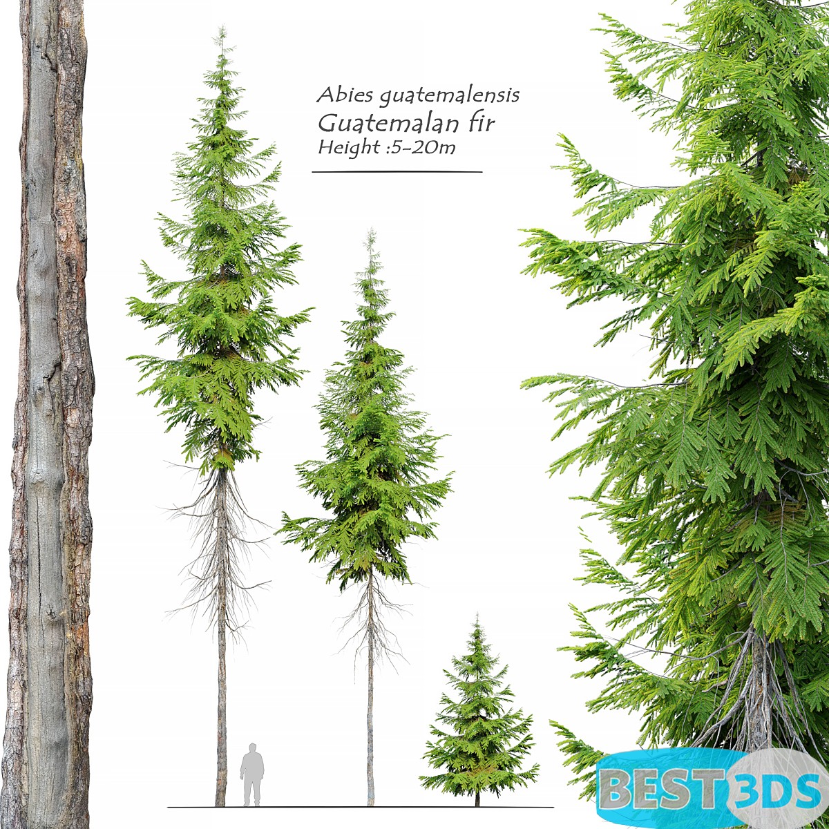 Pack model 3D-Arbres – Image 64