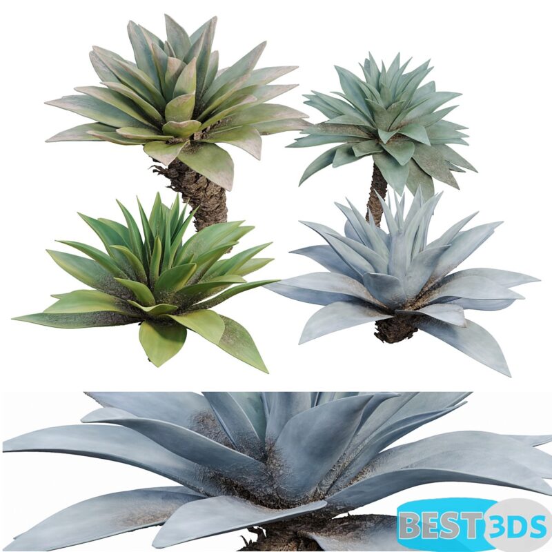Modèle 3D de Agave 03