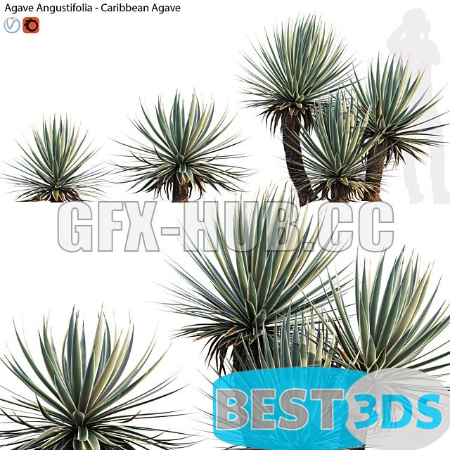 Modèle 3D de Agave Angustifolia