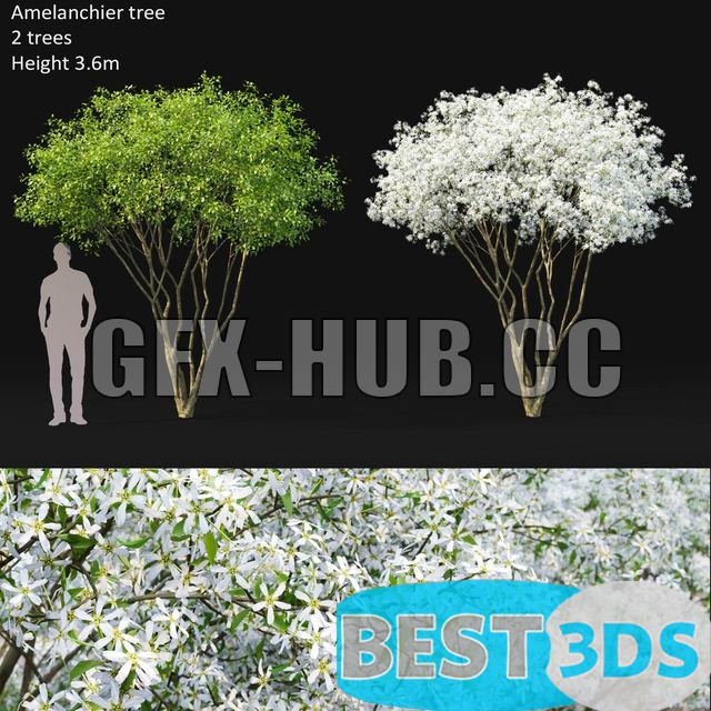 Modèle 3D de Amelanchier