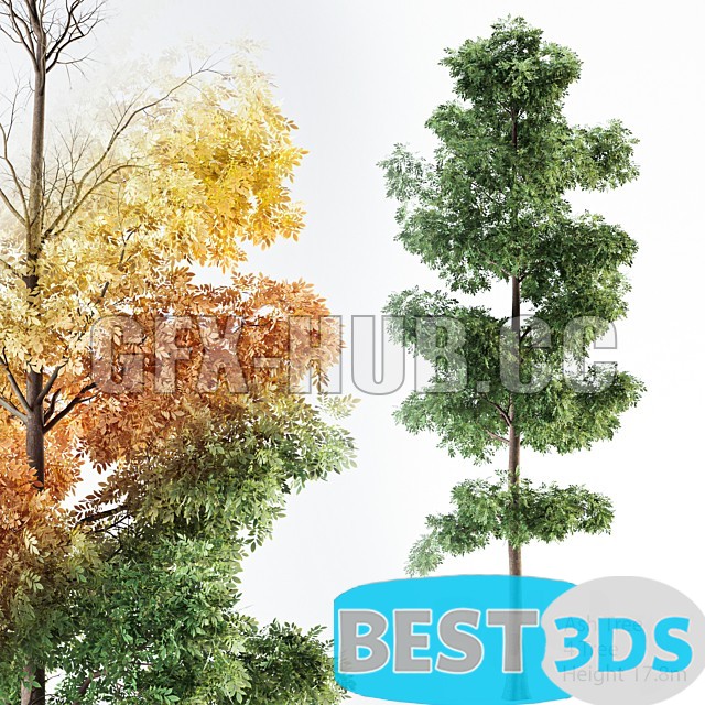 Frêne arbre 01