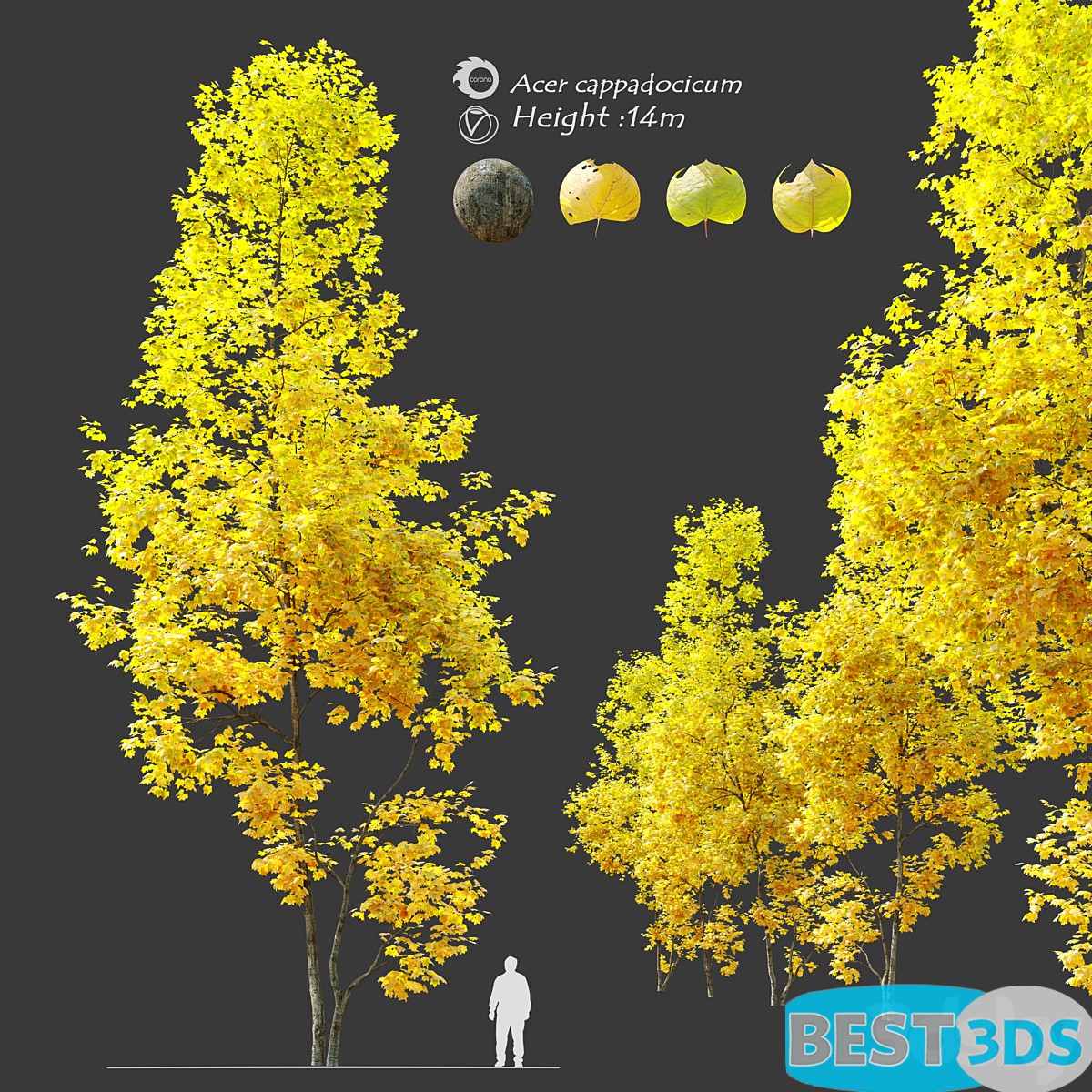 Pack model 3D-Arbres – Image 59