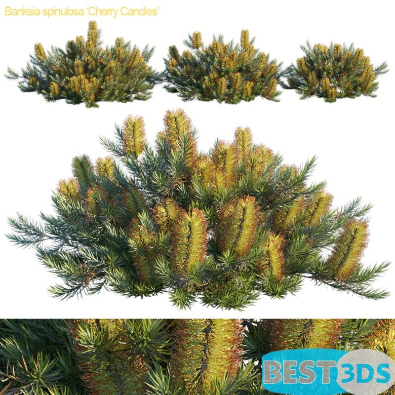 Modèle 3D de Banksia spinulosa Cherry candles