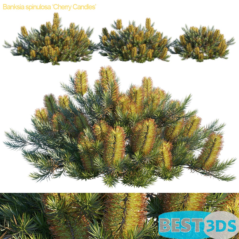 Pack model 3D- Buisson – Image 59