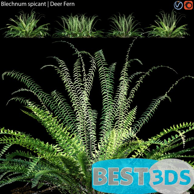 Modèle 3D de Blechnum Spicant Deer Fern 02