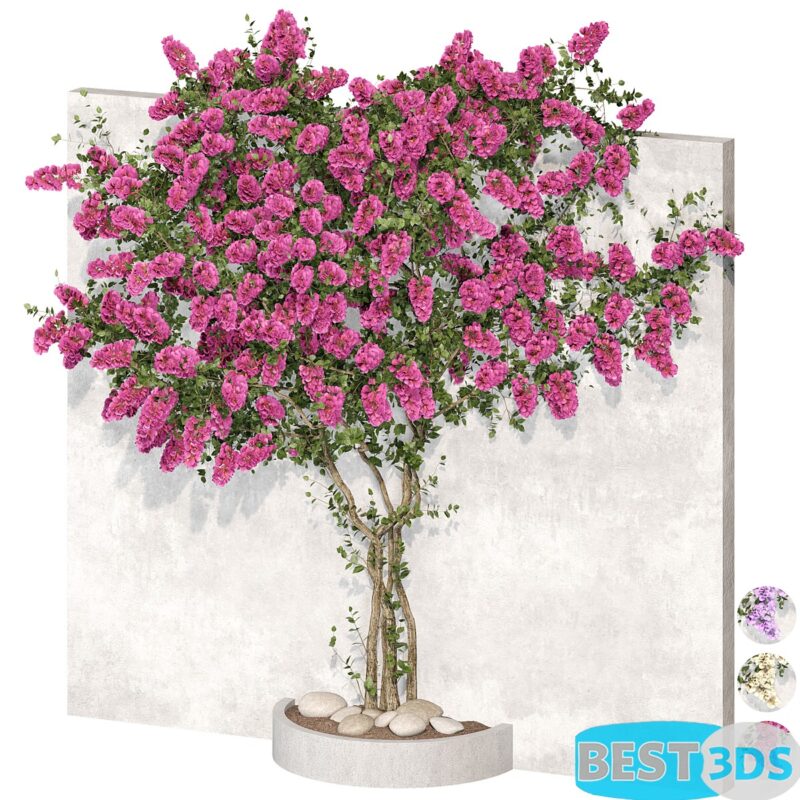 Modèle 3D de Bougainvillea plant 02