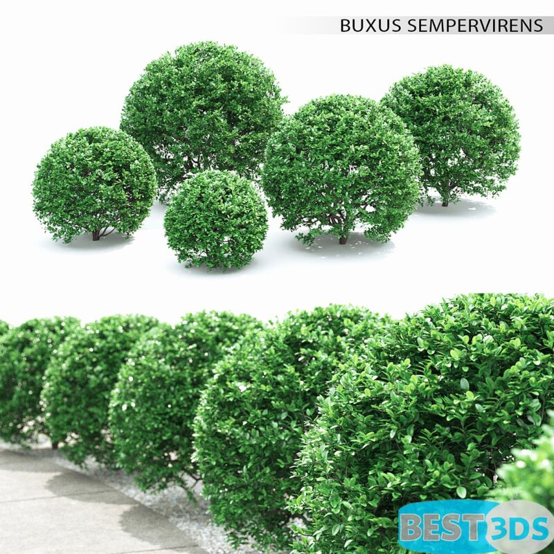 Modèle 3D de Buxus