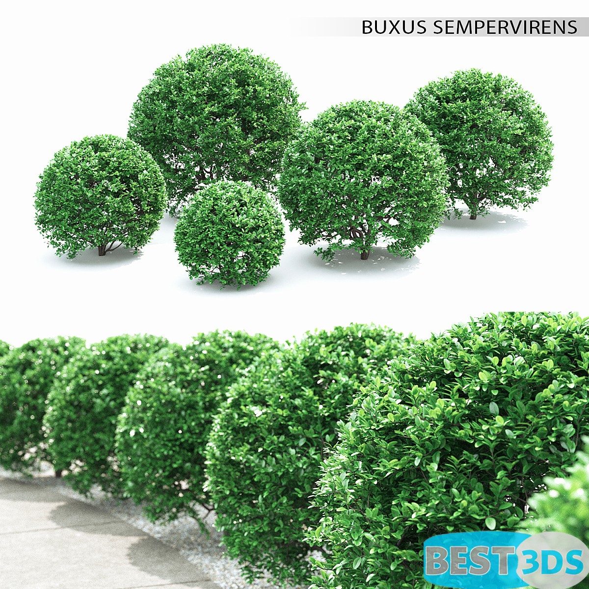 Pack model 3D- Buisson – Image 55
