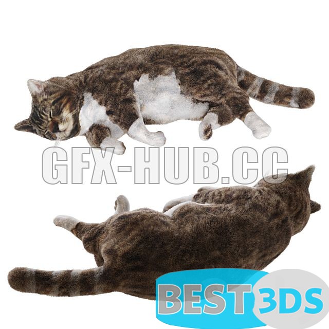 Tapis motif chat