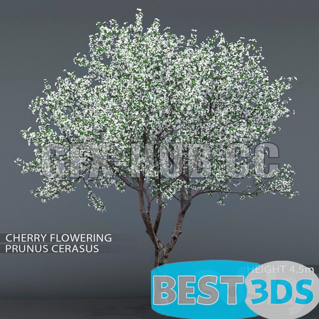 Cerisier en fleurs