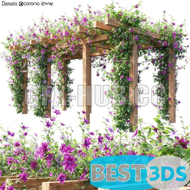 Modèle 3D de Clematis armandii 04
