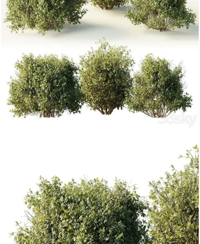 Modèle 3D de Collection mixed plants bush shrubs set 04