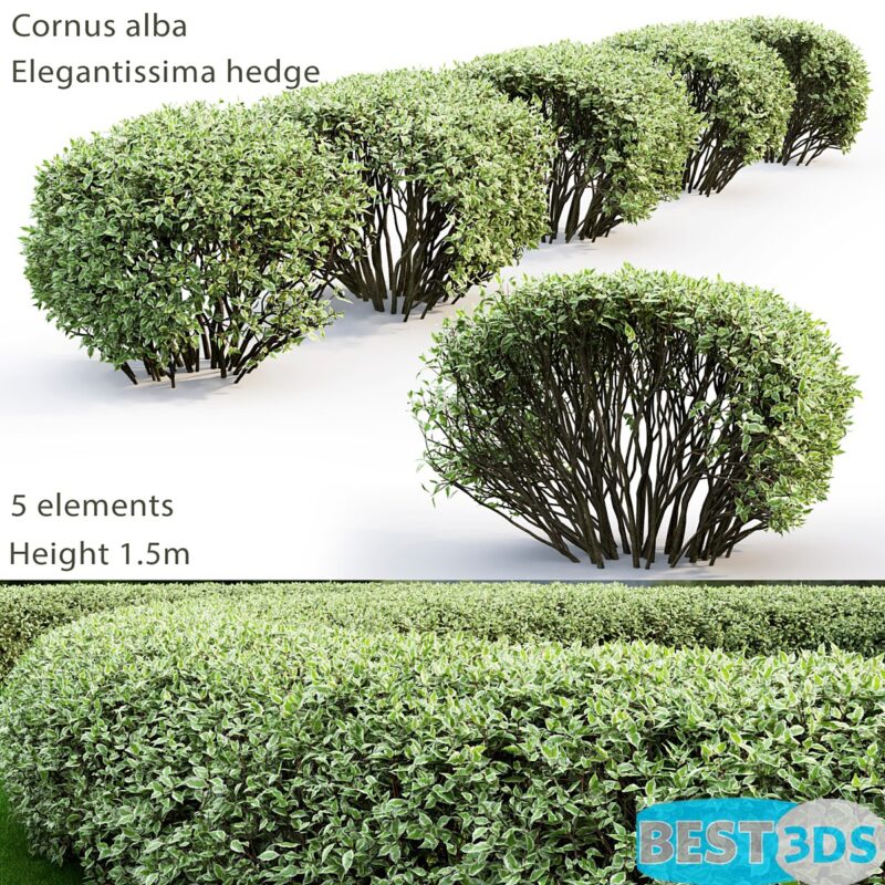 Modèle 3D de Cornus Alba Elegantissima hedge 2
