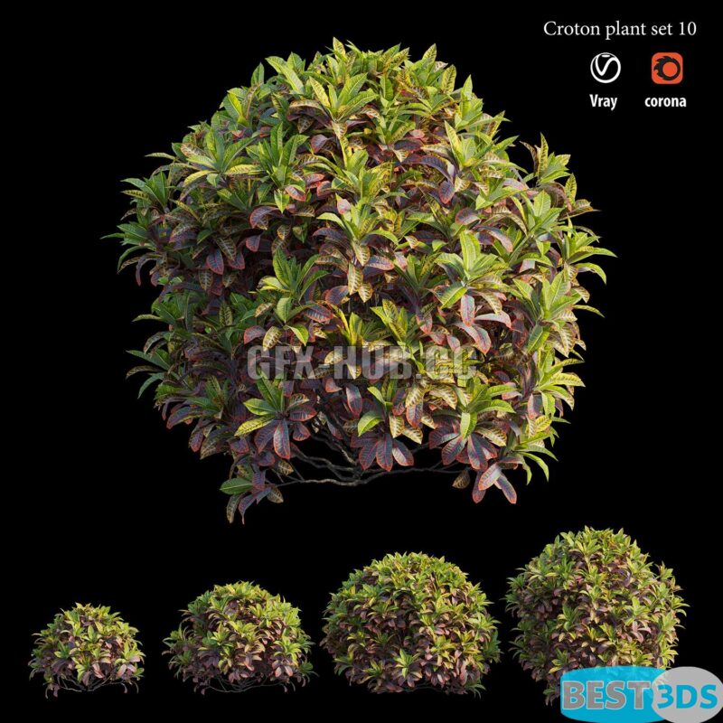 Modèle 3D de Croton Plant Set 10