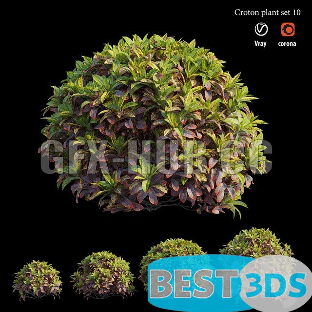 Modèle 3D de Croton plant set 10