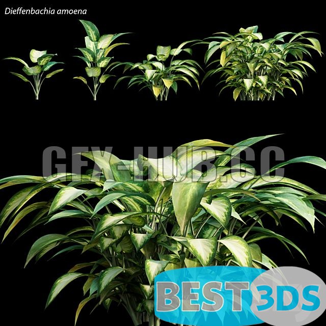 Modèle 3D de Dieffenbachia Amoena