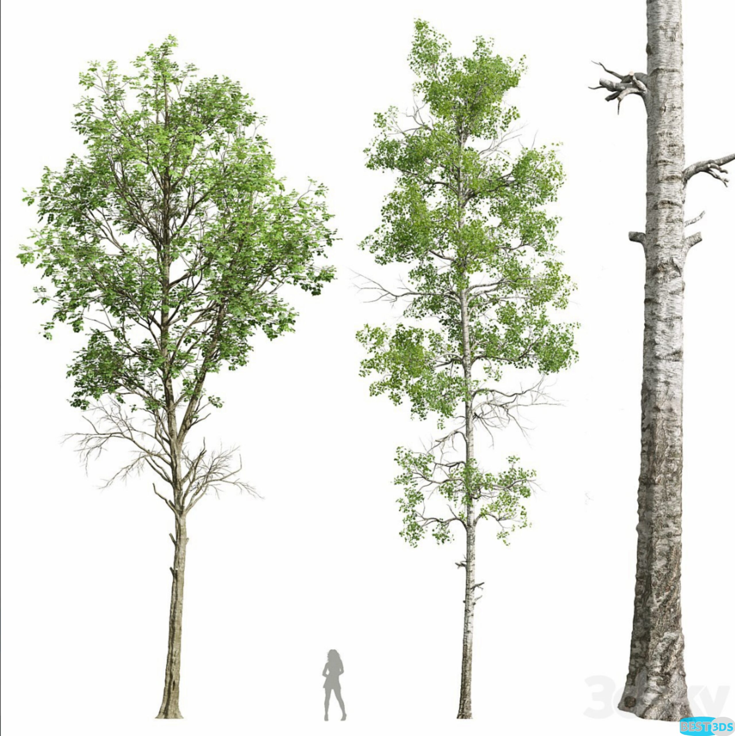 Pack model 3D-Arbres – Image 52