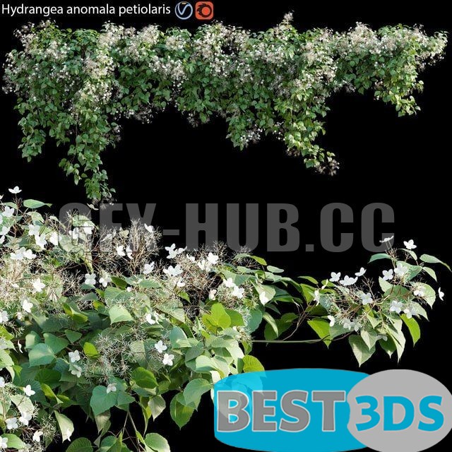 Modèle 3D de Hydrangea Anomala Petiolaris Climbing Hydrangea 01 (for exteriors)