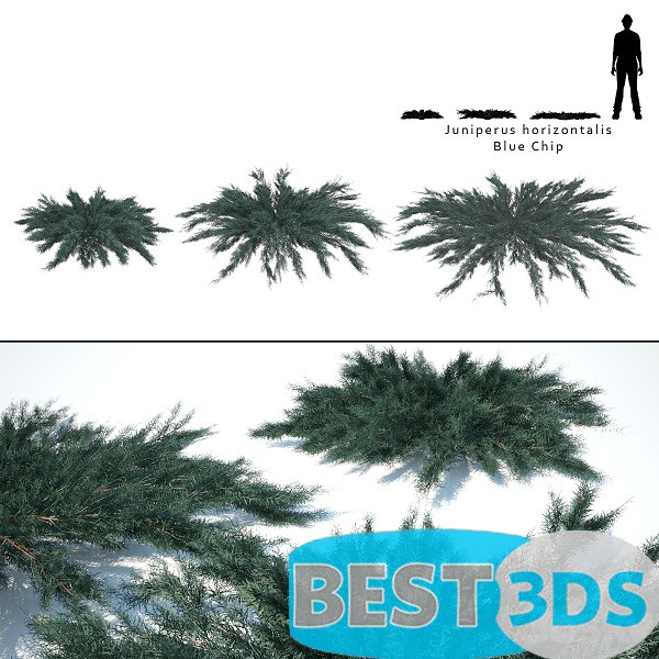 Pack model 3D- Buisson – Image 42