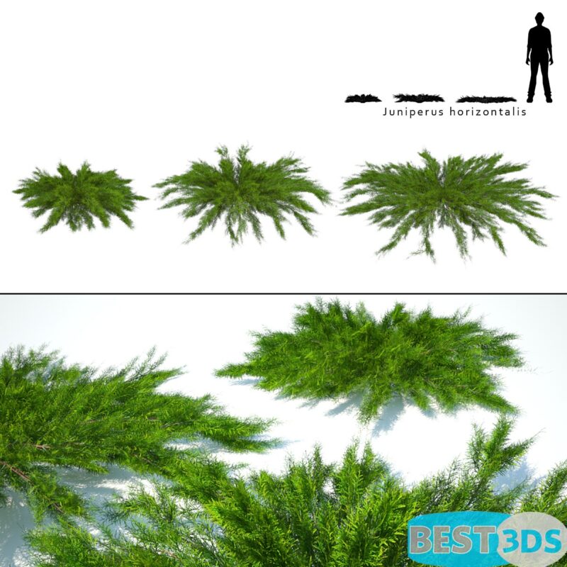 Modèle 3D de Juniper horizontal Juniperus horizontalis