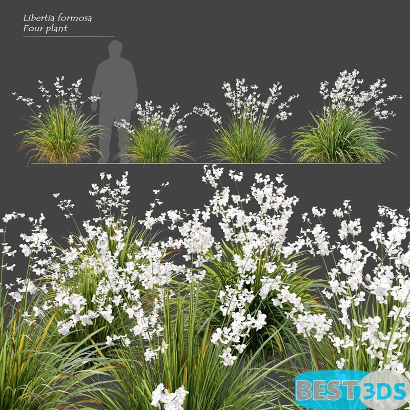 Modèle 3D de Libertia formosa