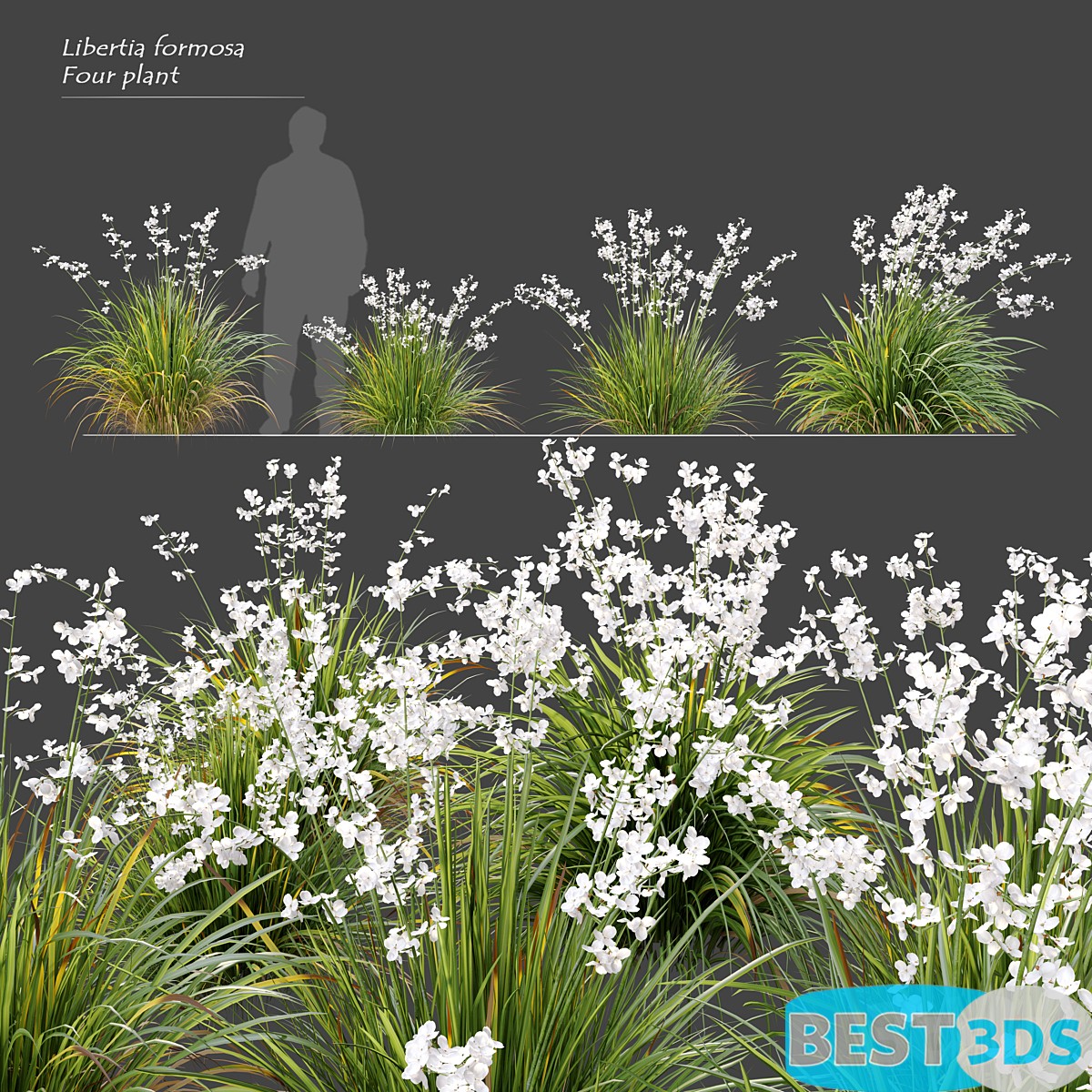 Pack model 3D- Buisson – Image 40