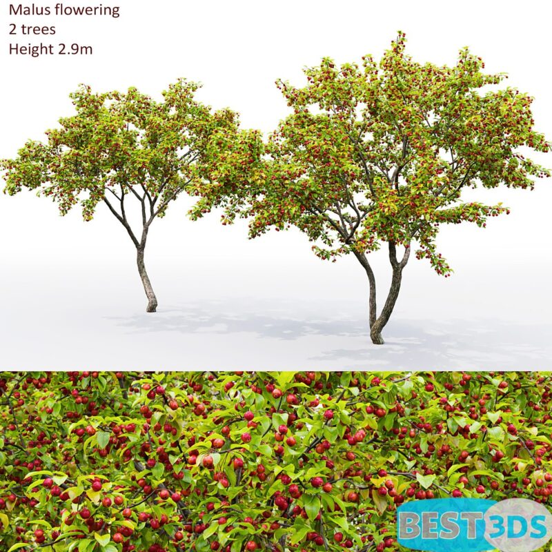 Pommier (Malus)