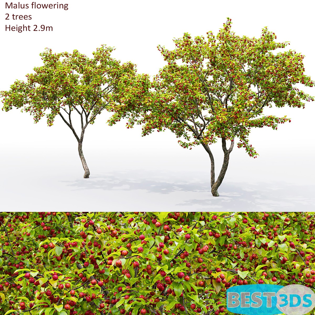 Pommier (Malus)