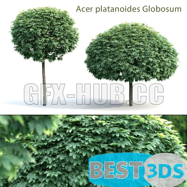Érable Globozum (2 arbres)