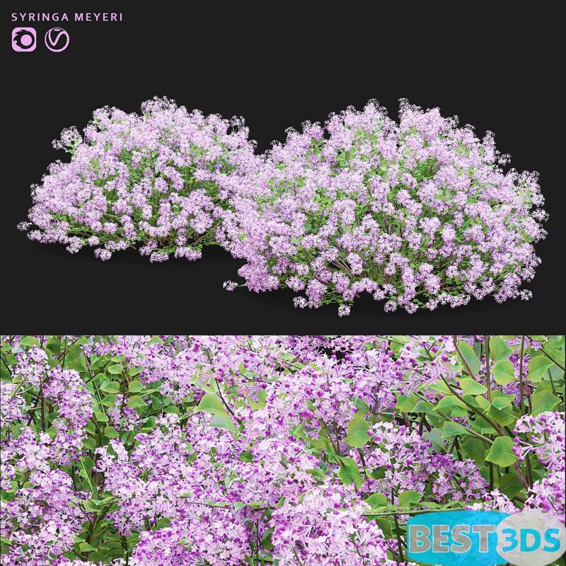 Modèle 3D de Mayers lilac bushes Syringa meyeri