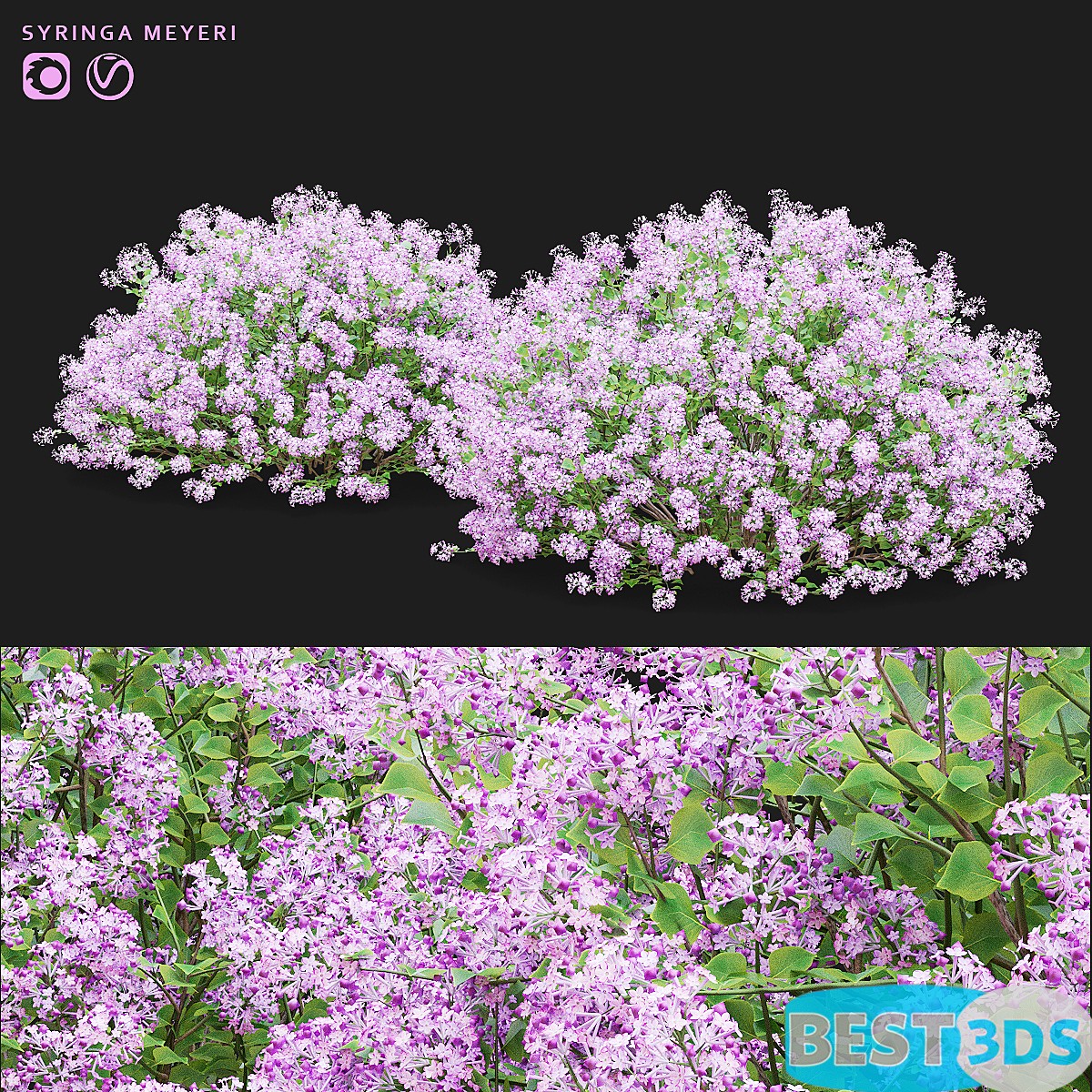 Pack model 3D- Buisson – Image 39