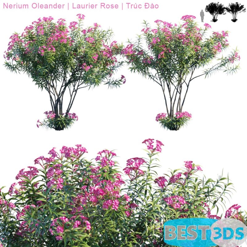 Modèle 3D de Nerium Oleander Laurier rose