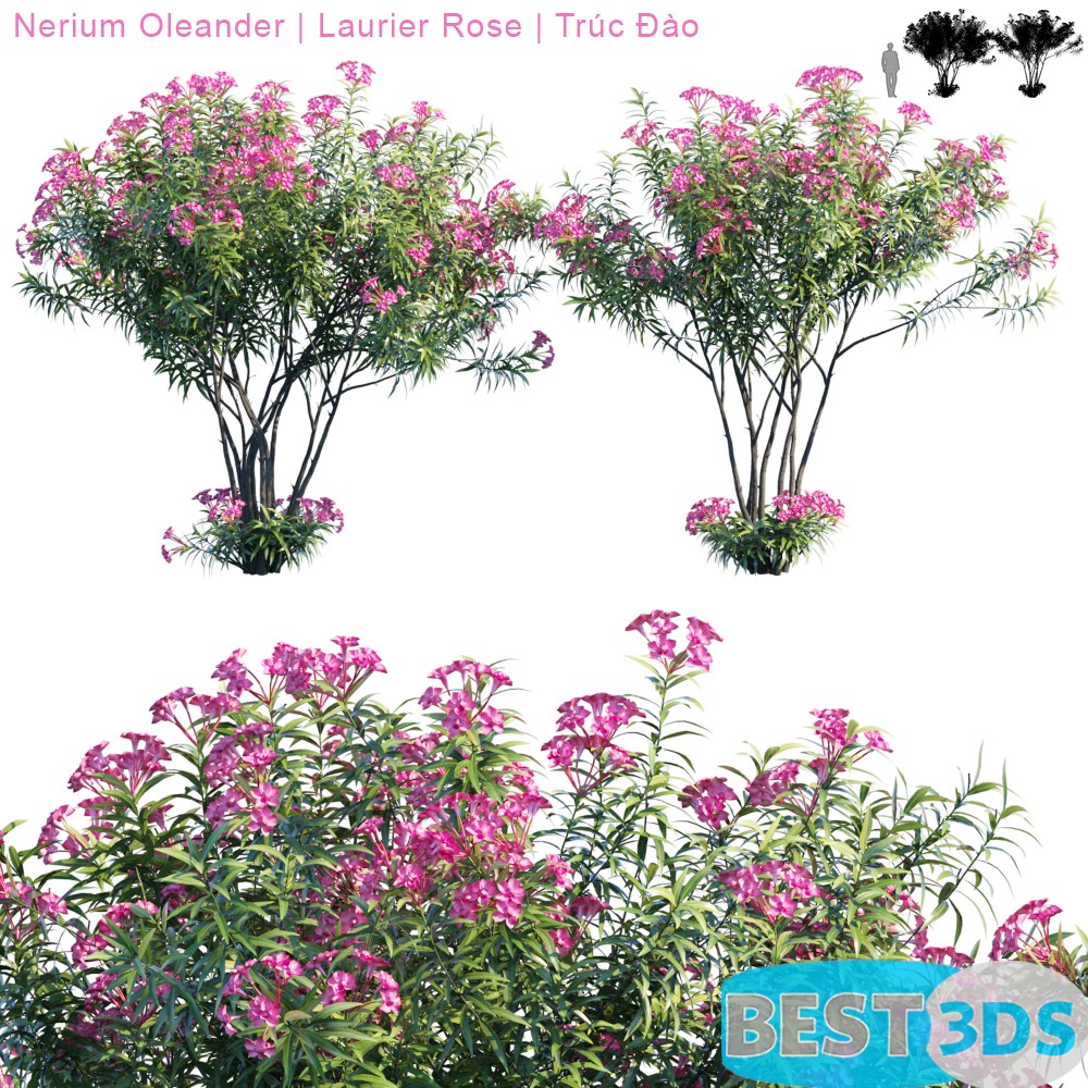 Pack model 3D- Buisson – Image 37