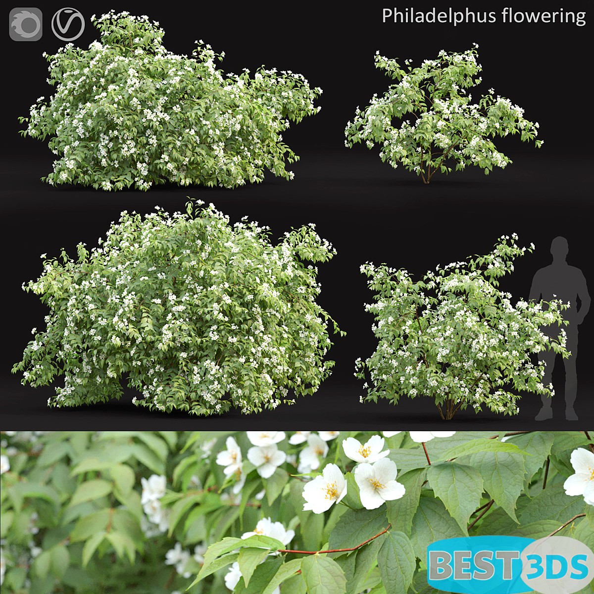 Pack model 3D- Buisson – Image 30