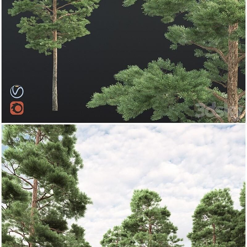 Pin 002