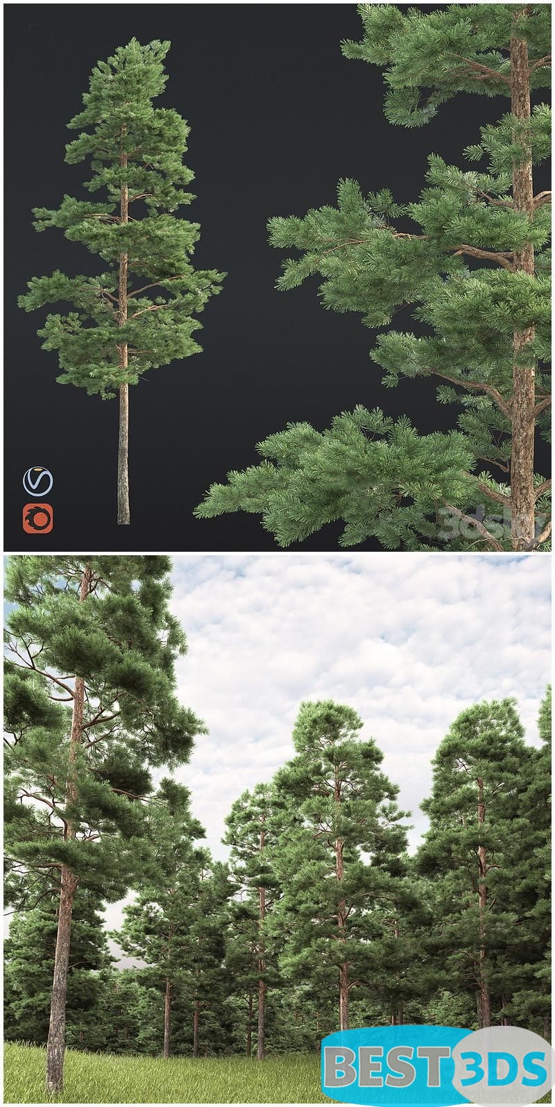 Pack model 3D-Arbres – Image 40