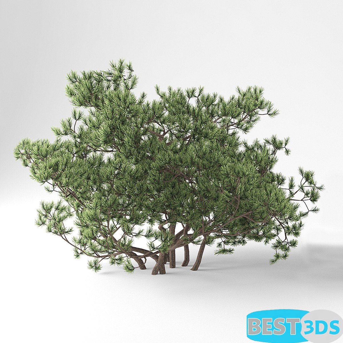 Pack model 3D- Buisson – Image 29