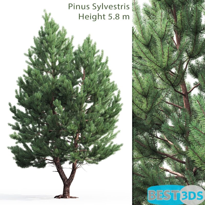 Pin sylvestre 01 (5.8m)