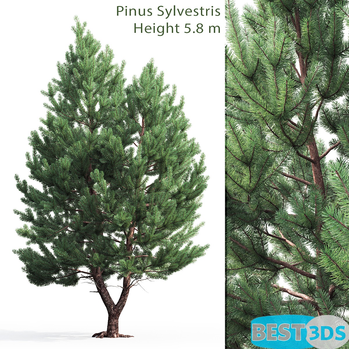 Pack model 3D-Arbres – Image 38