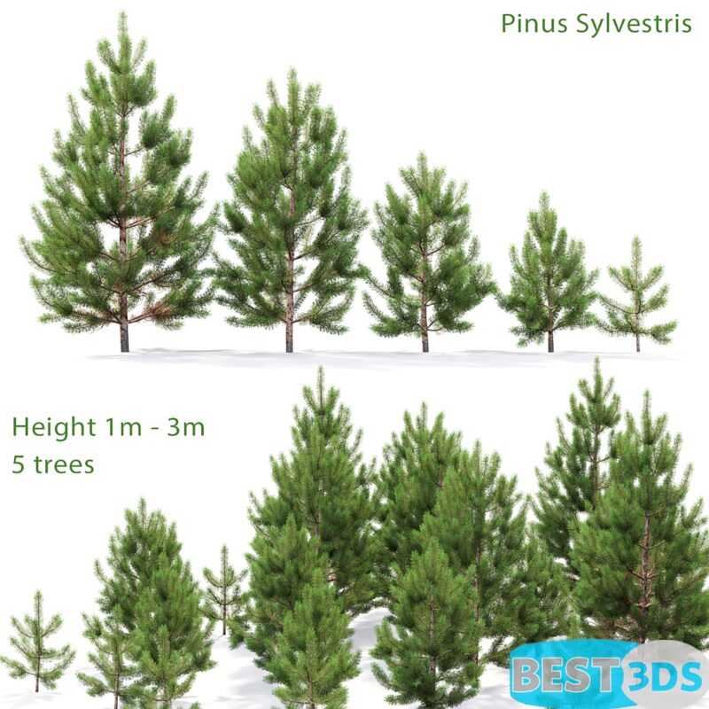 Jeune pin sylvestre 01 (1-3m)