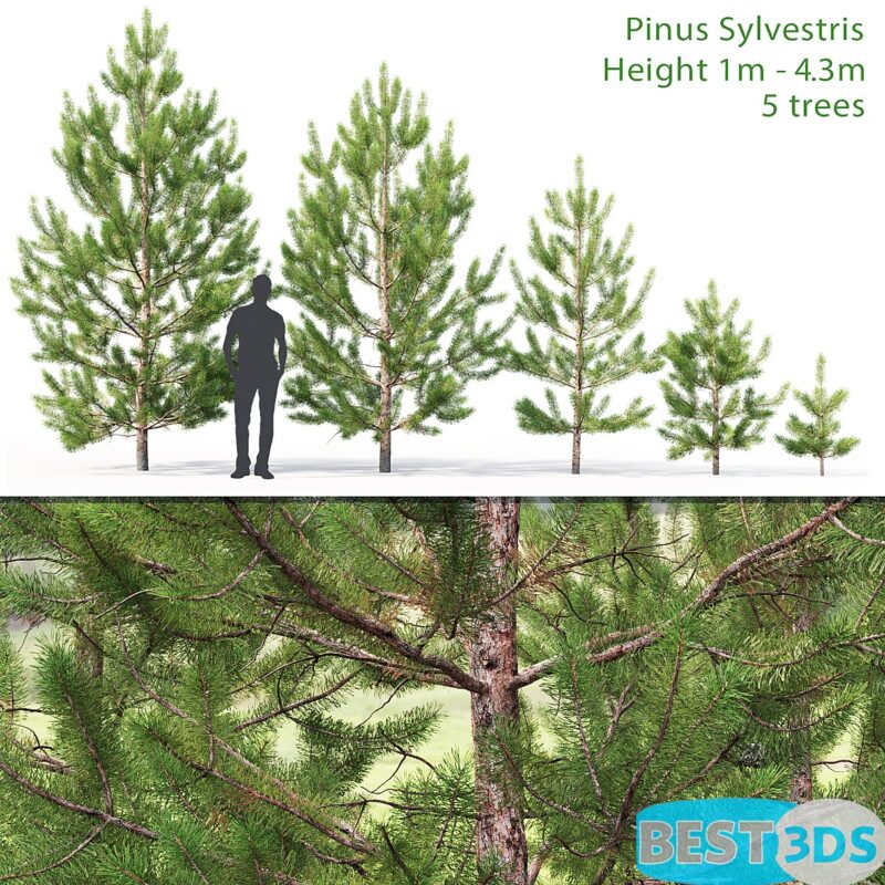 Jeune pin sylvestre 02