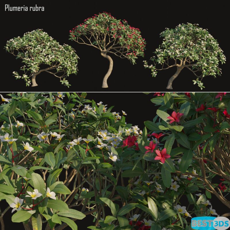 Modèle 3D de Plumeria rubra Frangipani Tree-02