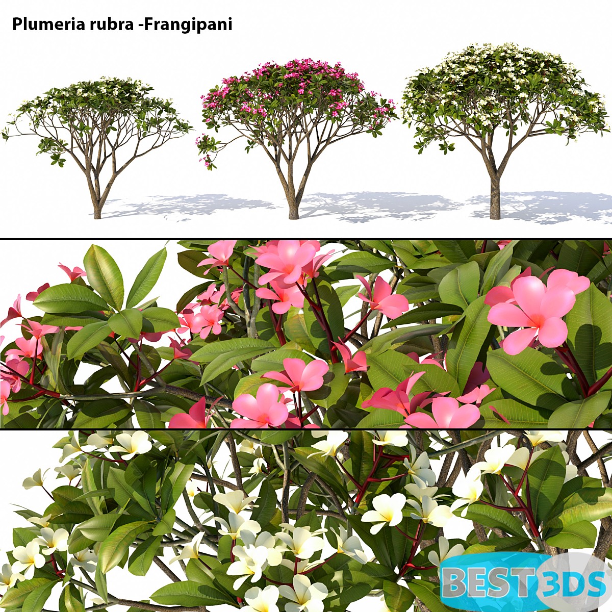 Pack model 3D- Buisson – Image 27