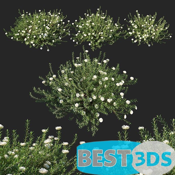 Pack model 3D- Buisson – Image 24