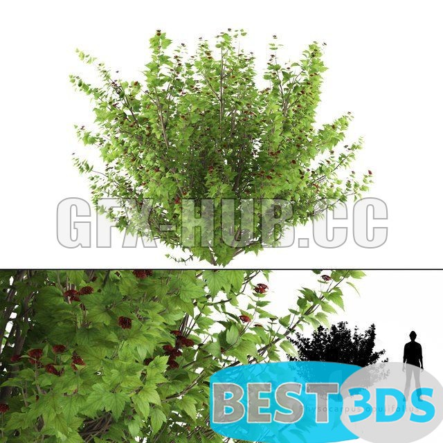 Pack model 3D- Buisson – Image 23