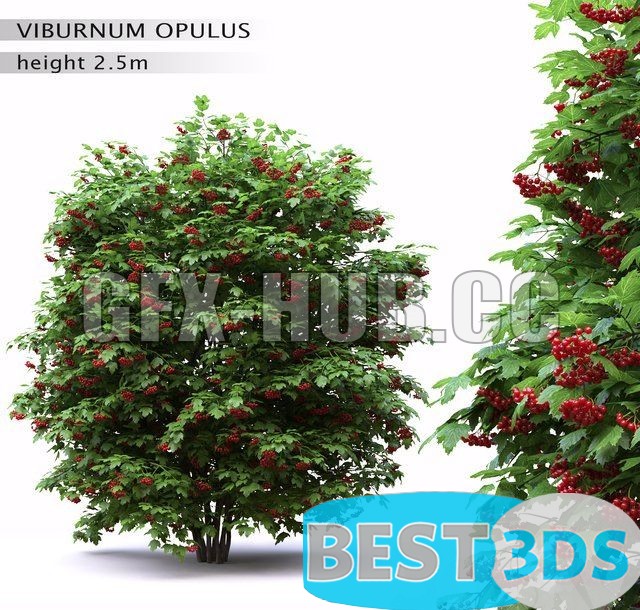 Pack model 3D- Buisson – Image 21