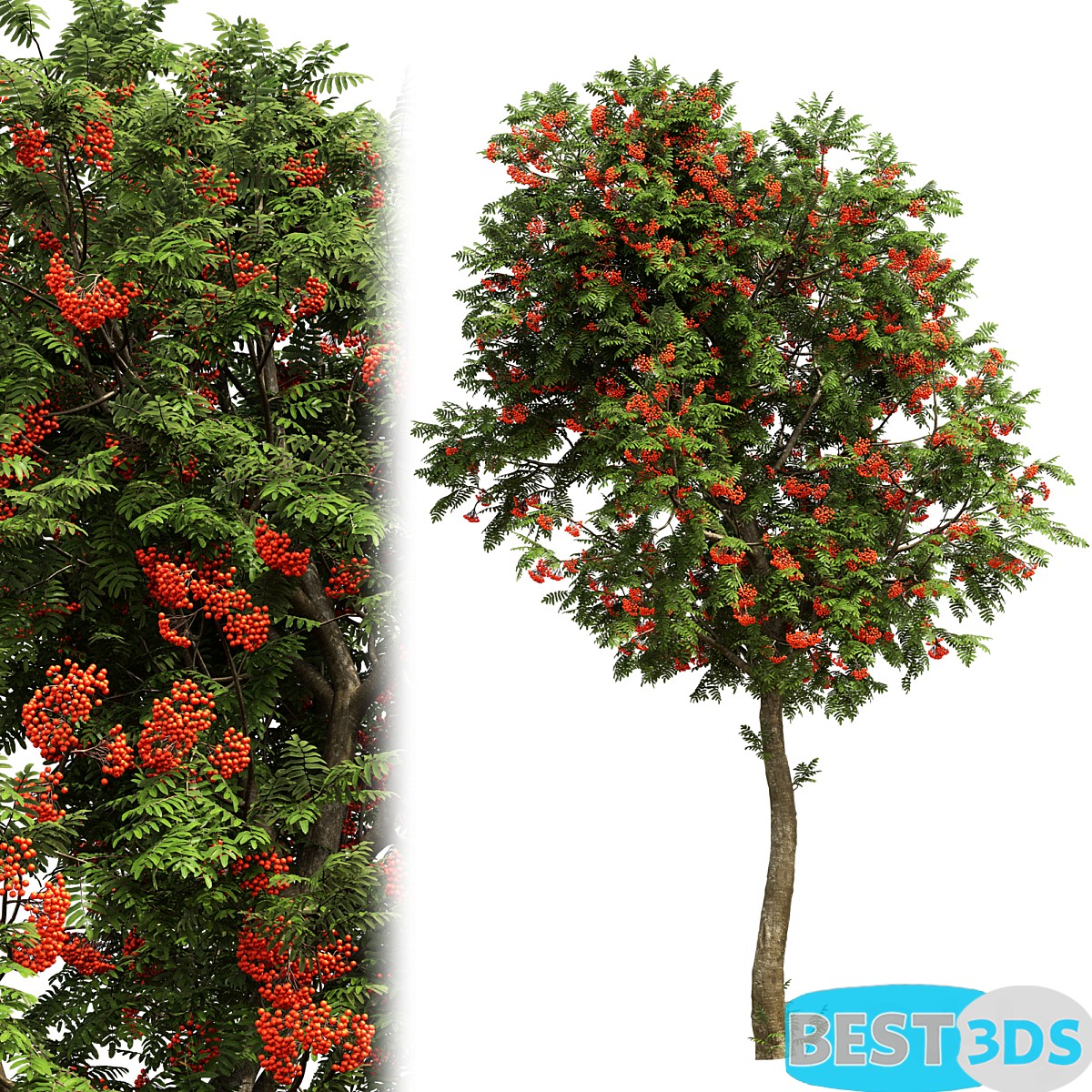 Pack model 3D-Arbres – Image 31