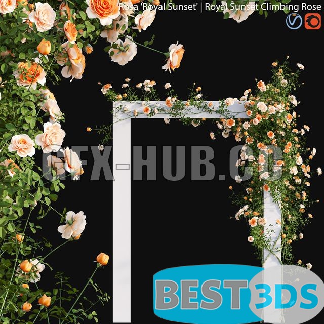Modèle 3D de Royal Sunset Climbing Rose 01 (peach-colored)