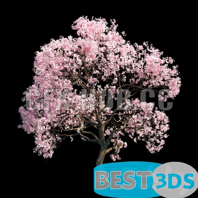 Cerisier japonais (Sakura)