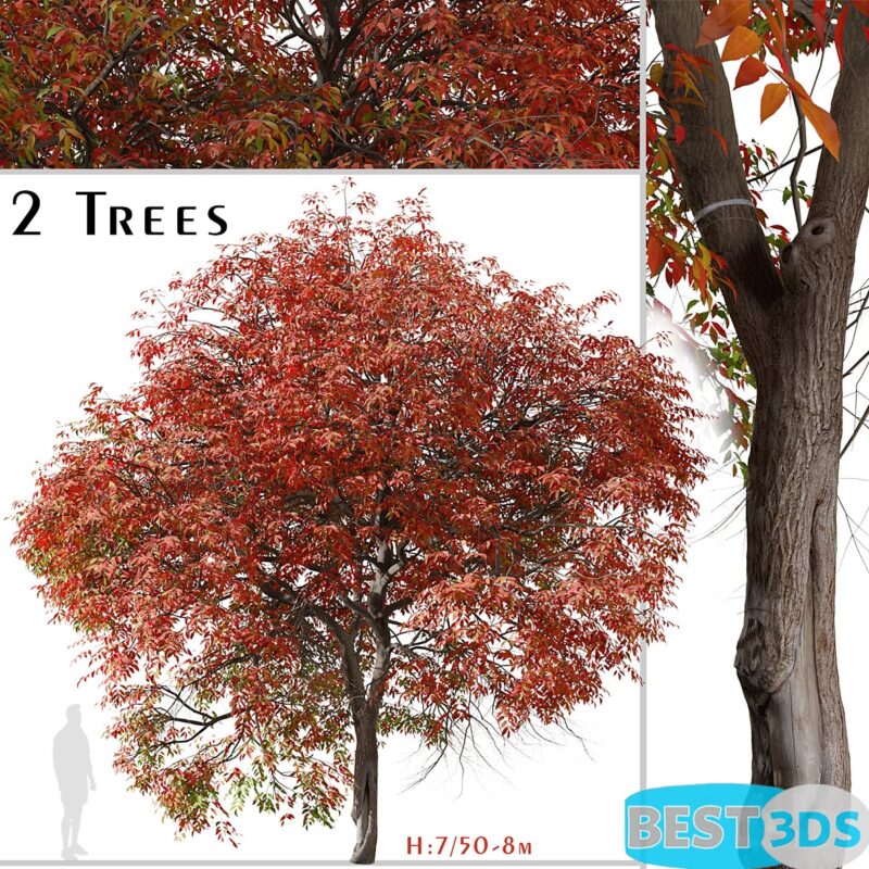 Ensemble pistachiers de Chine (2 arbres)